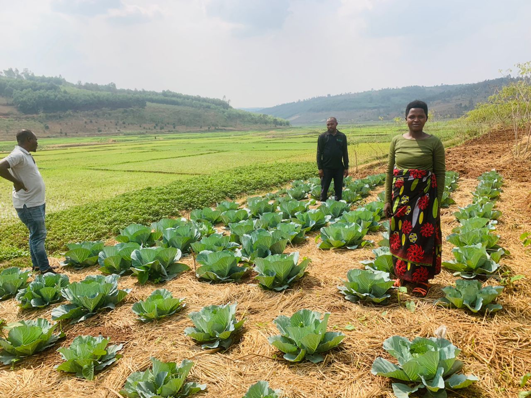 Cabbage tricot trial